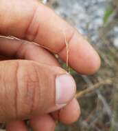 Imagem de Aristida purpurascens Poir.