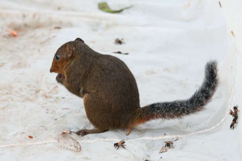 Image of Asian Red-cheeked Squirrel