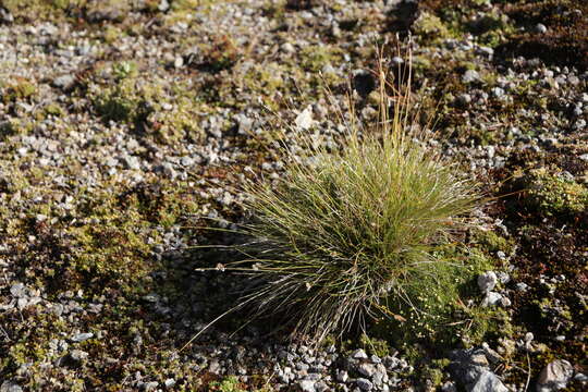 Image of Oreochloa disticha (Wulfen) Link