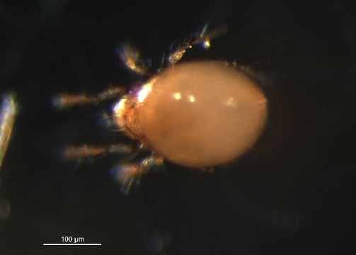 Image of Banksinoma