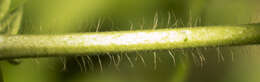 Image of tall hairy agrimony