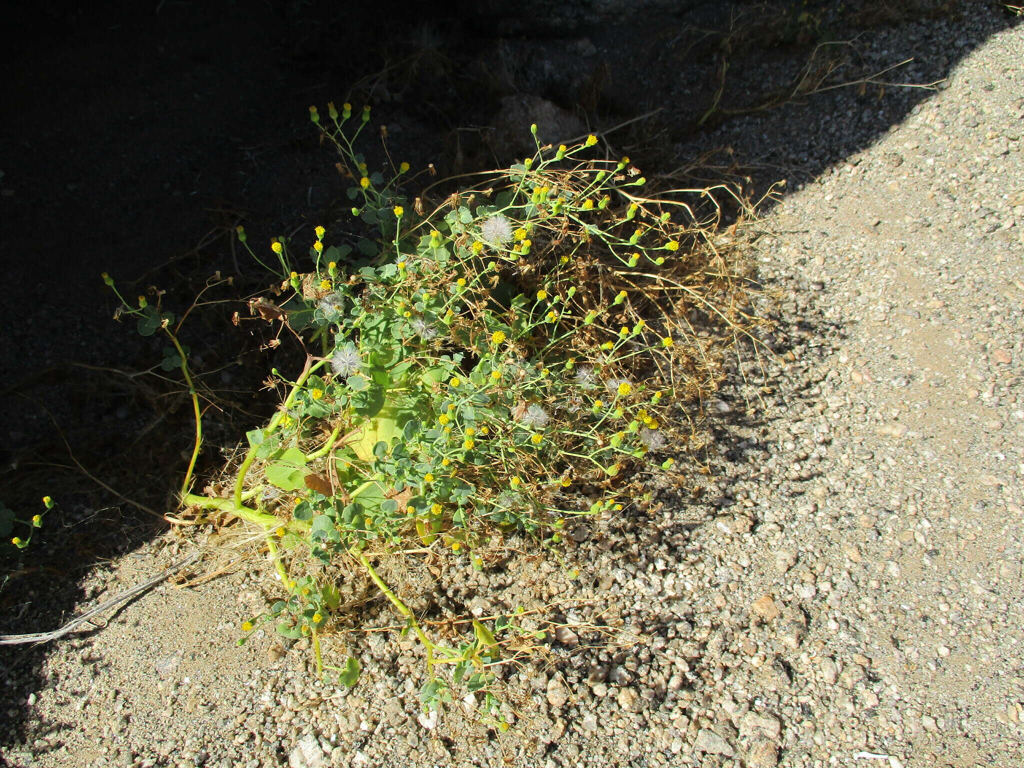 Sivun <i>Senecio engleranus</i> kuva