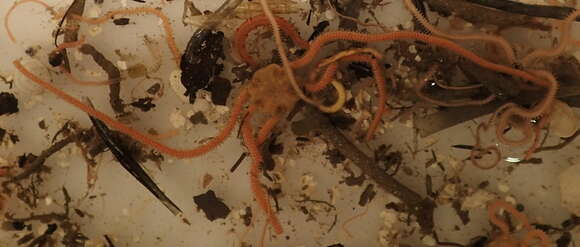 Image of brittlestar