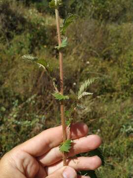 Image of Agrimonia eupatoria subsp. grandis (Andrz. ex Ascherson & Graebner) Bornm.