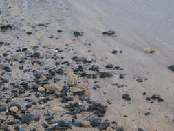 Image of tufted ghost crab