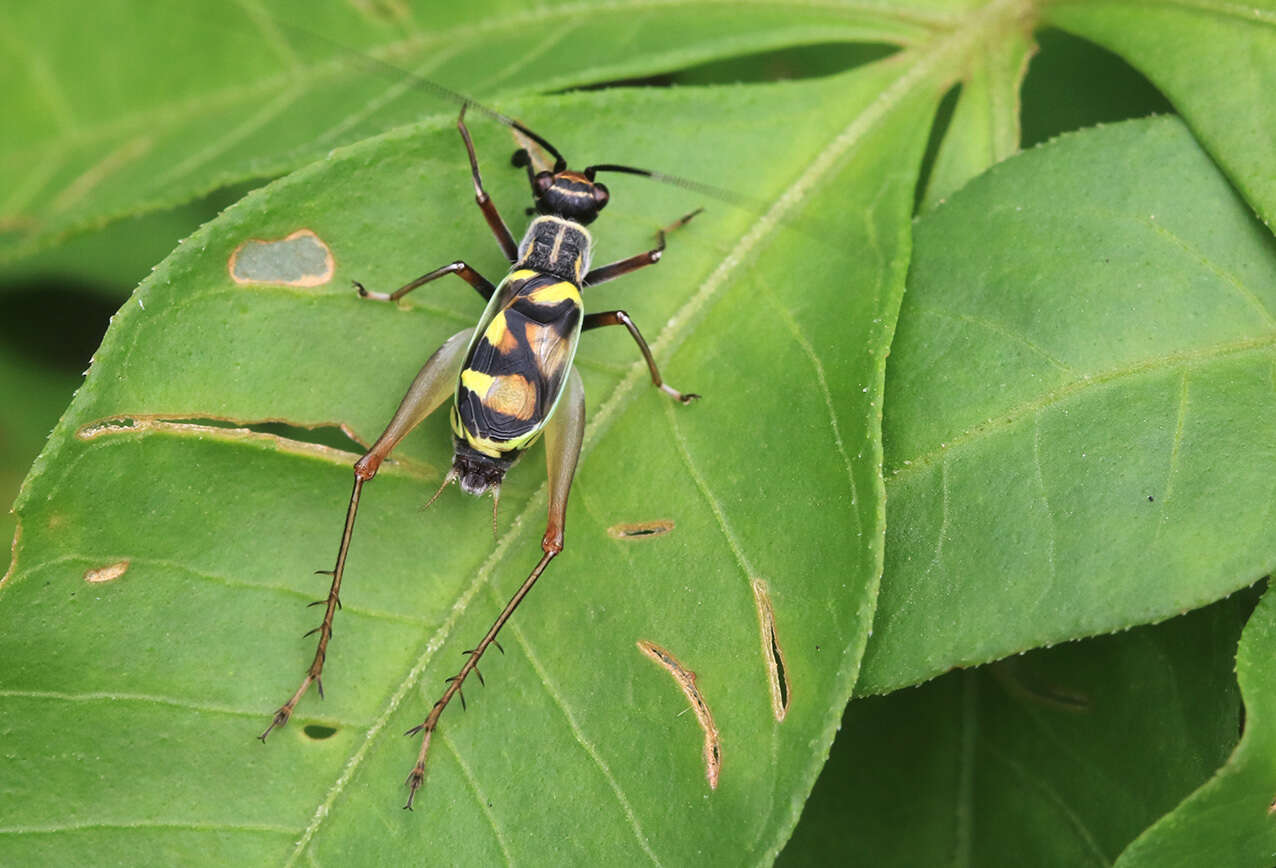 Слика од Phylloscyrtus amoenus Burmeister & H. 1880