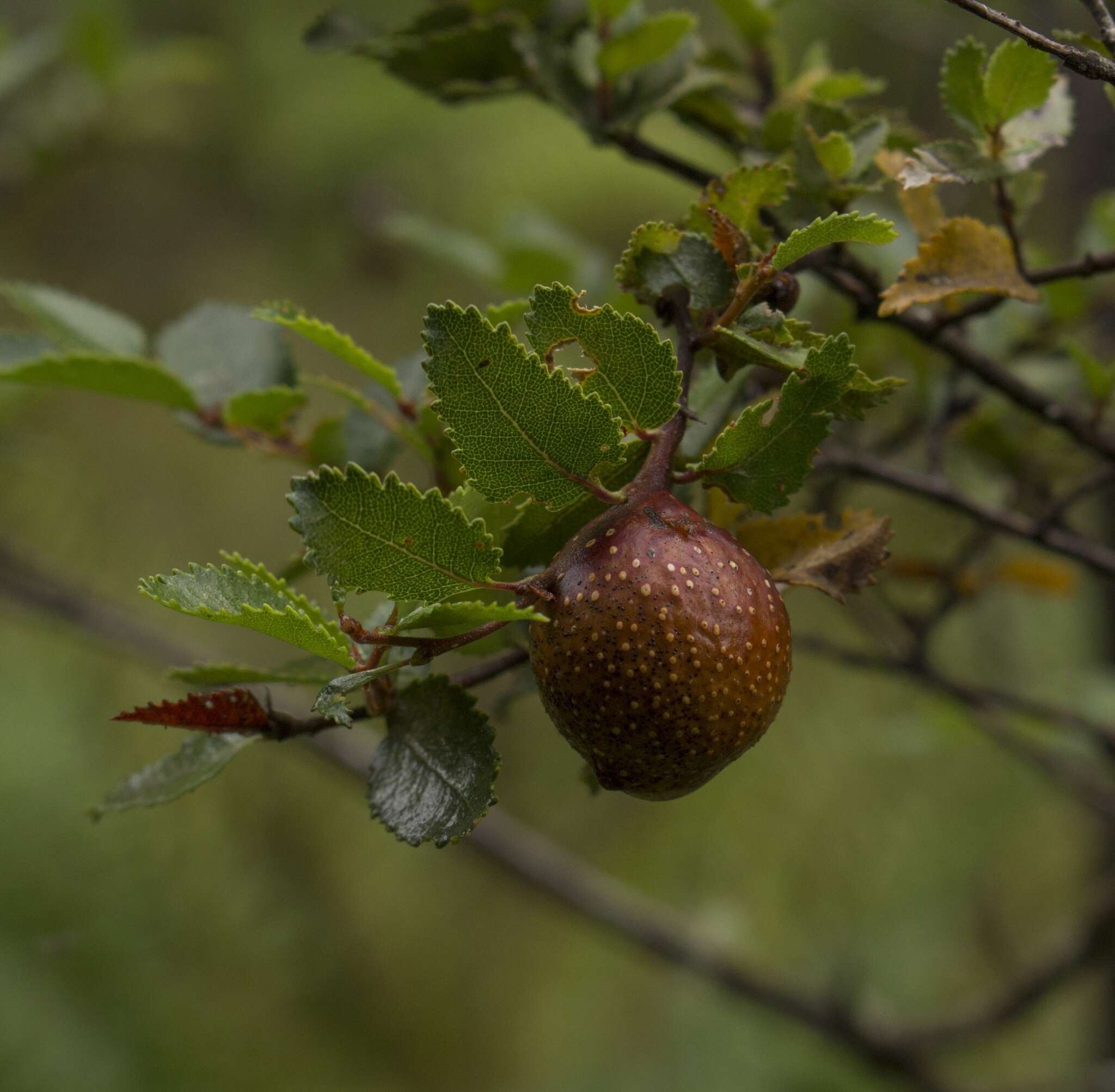 Слика од Nothofagus dombeyi (Mirb.) Oerst.