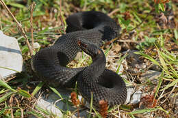 Image of Caucasian (Caucasus) Viper