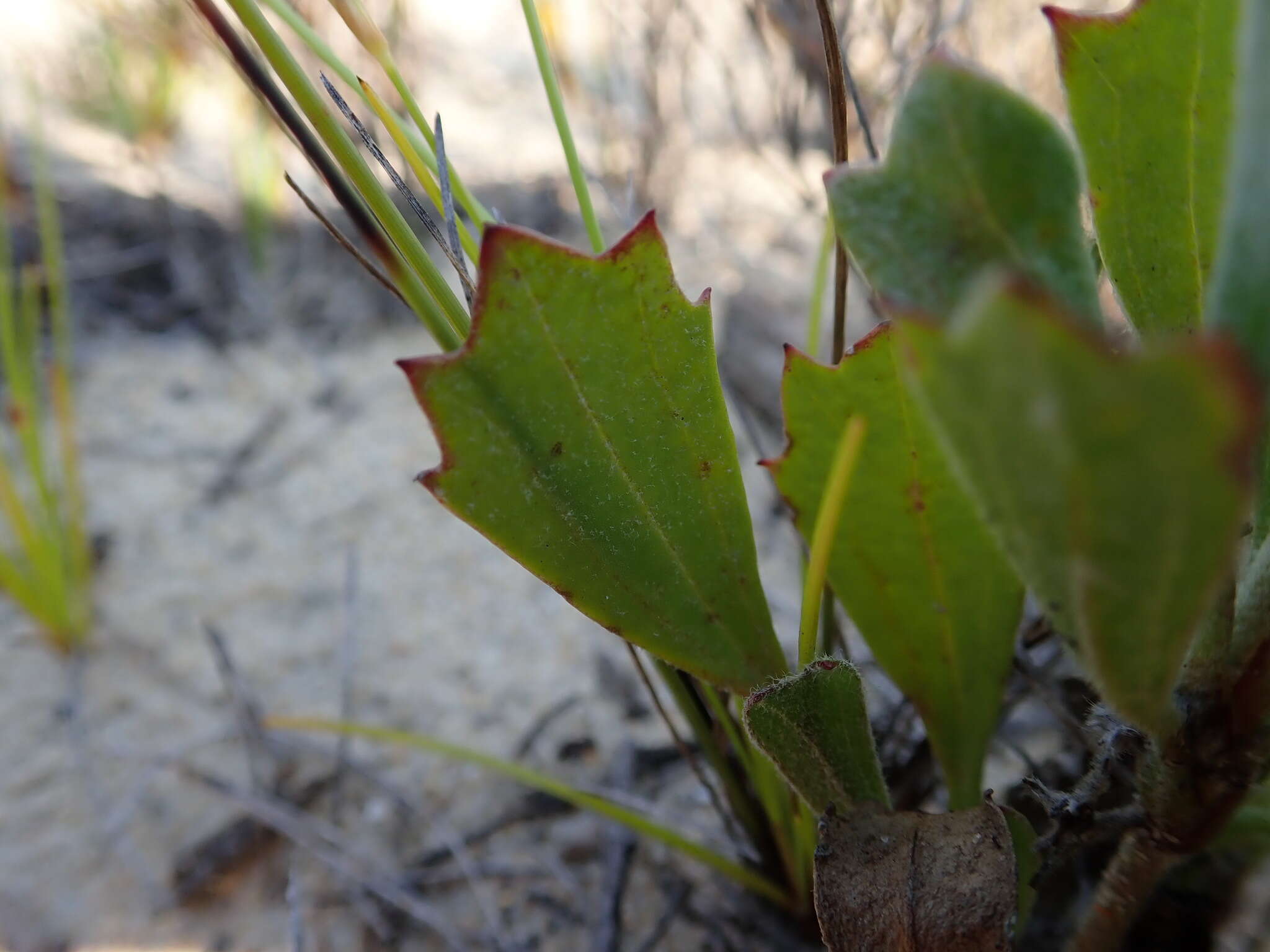 Image of Centella tridentata var. hermanniifolia