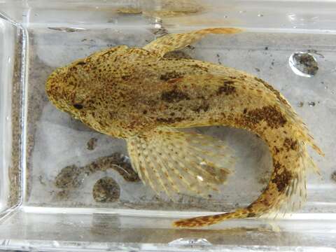 Image of Mottled Sculpin