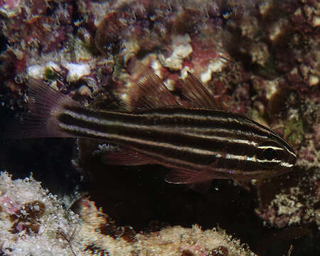 Image of Cook's cardinalfish