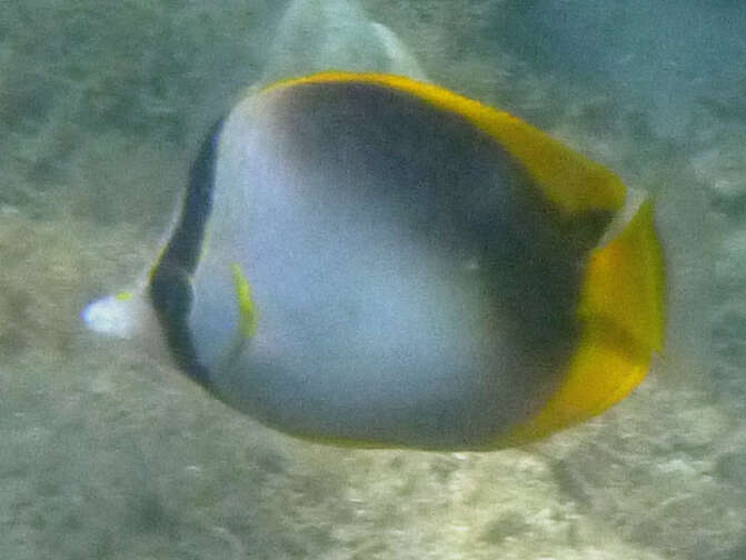 Image of Somali Butterflyfish