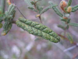 Image of Thomasia petalocalyx F. Müll.