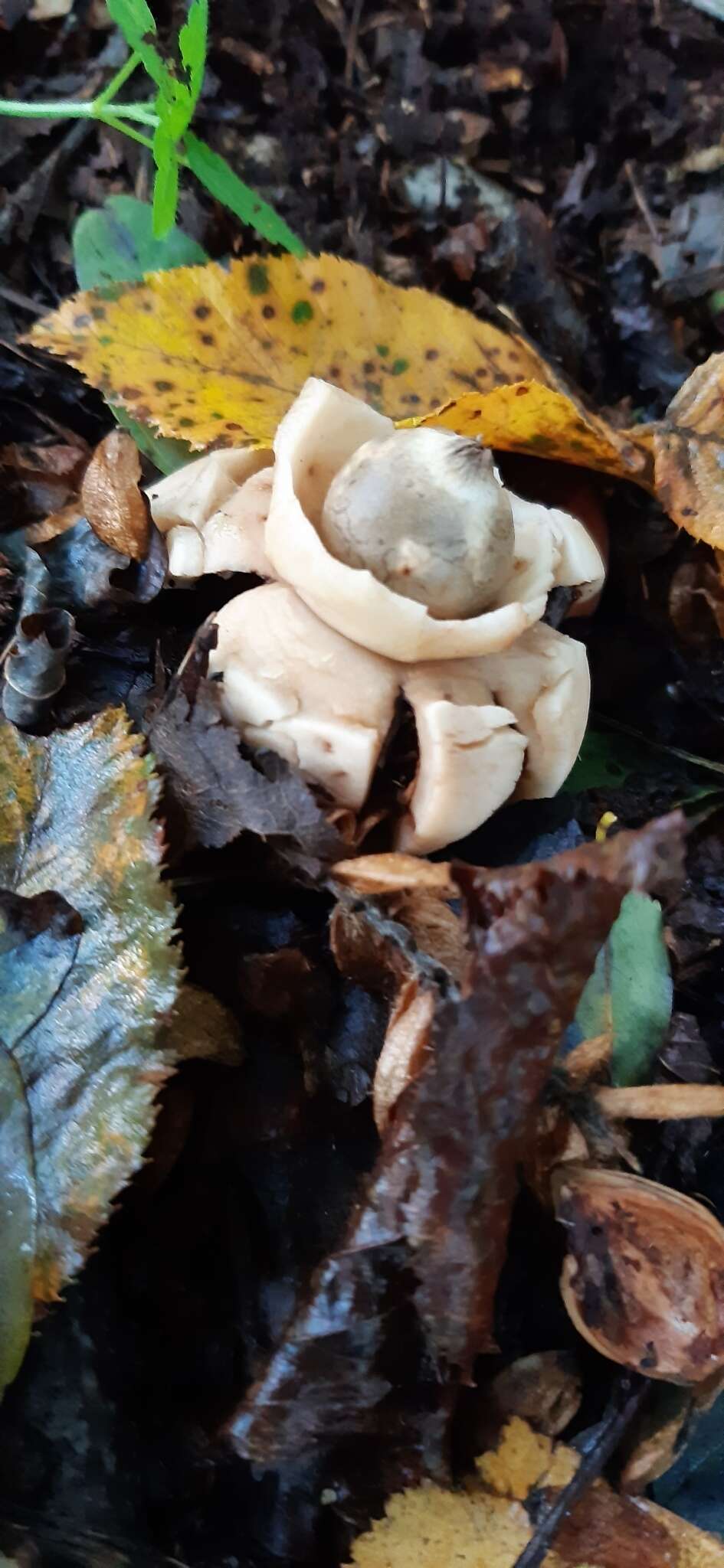 Image of Collared Earthstar