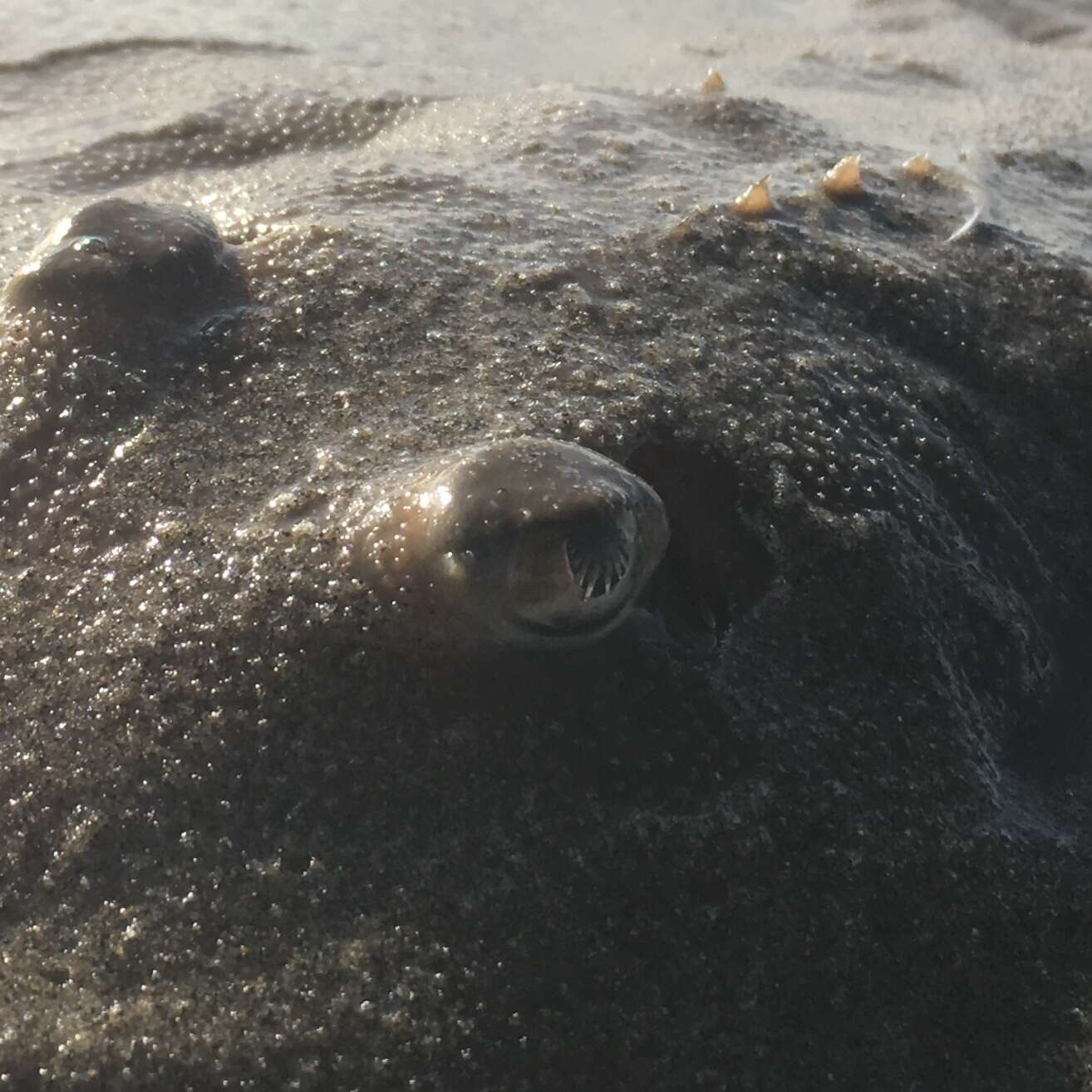 Image of Bering skate