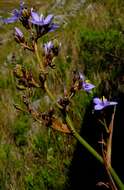 Imagem de Aristea latifolia G. J. Lewis