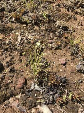 Image of One-Flower Stitchwort