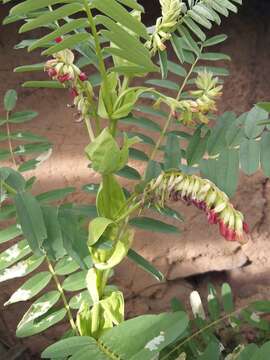 صورة Astragalus stipulatus D. Don ex Sims