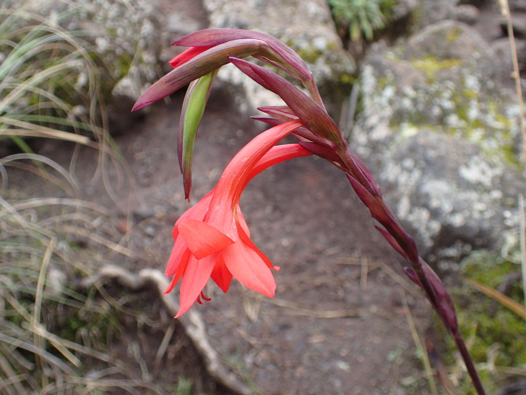 Imagem de Gladiolus watsonioides Baker