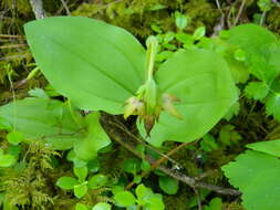 Image of Clustered lady's slipper