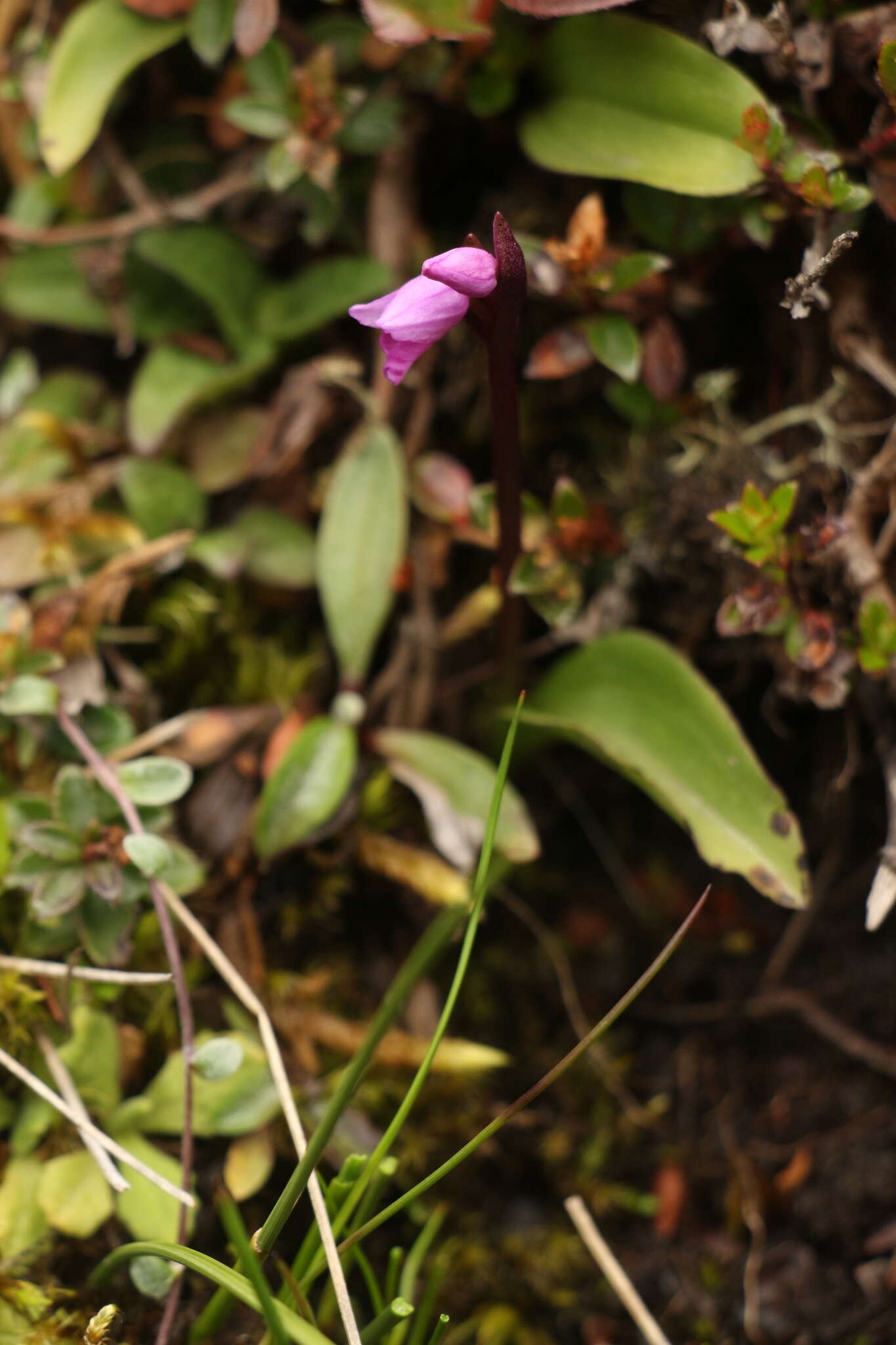 Plancia ëd Galearis spathulata (Lindl.) P. F. Hunt