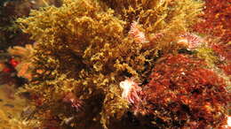 Image of Fjordia capensis (Thiele 1925)