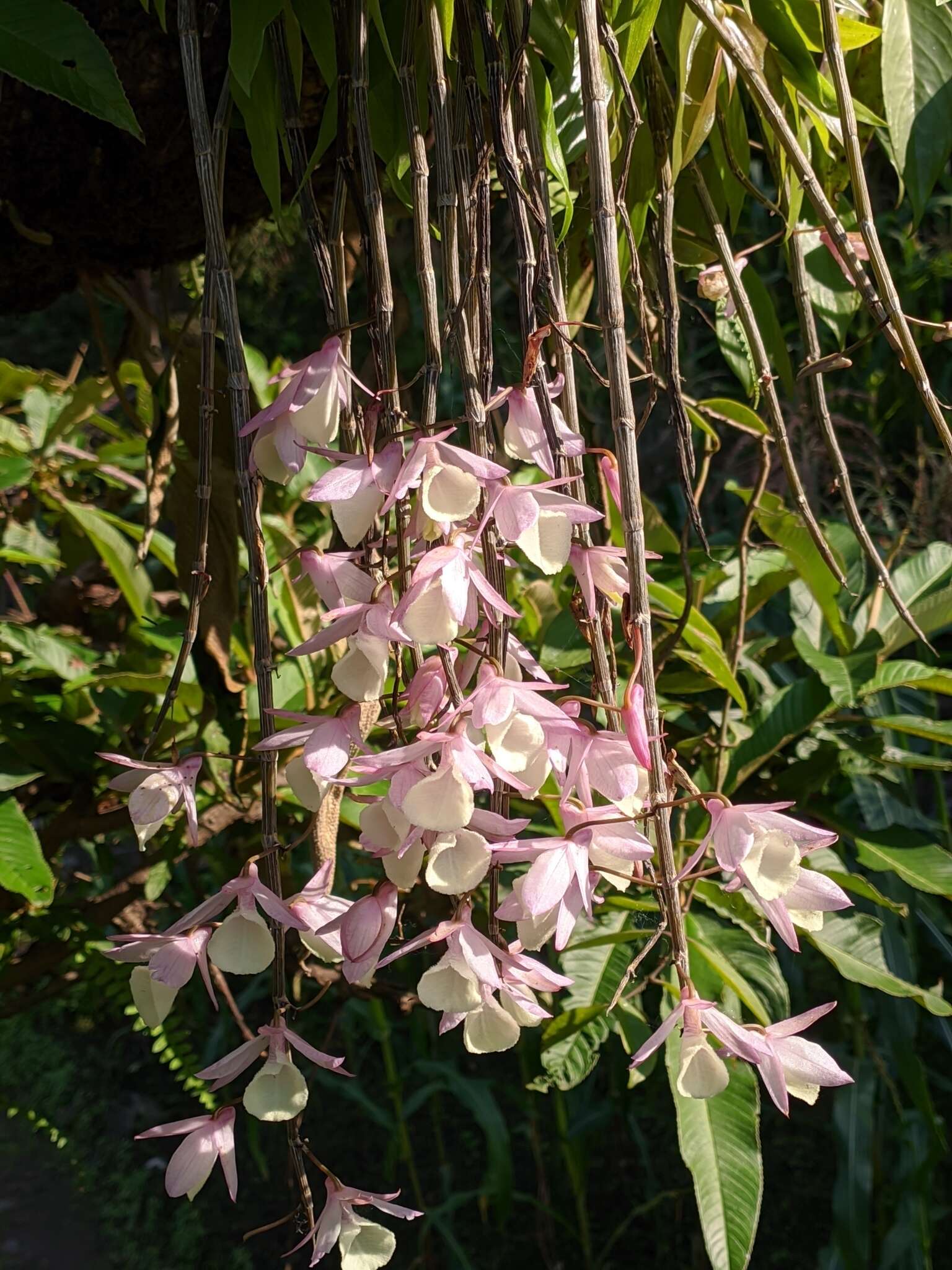 Image of Hooded orchid