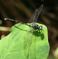 Imagem de Burmagomphus asahinai Kosterin, Makbun & Dawwrueng 2012