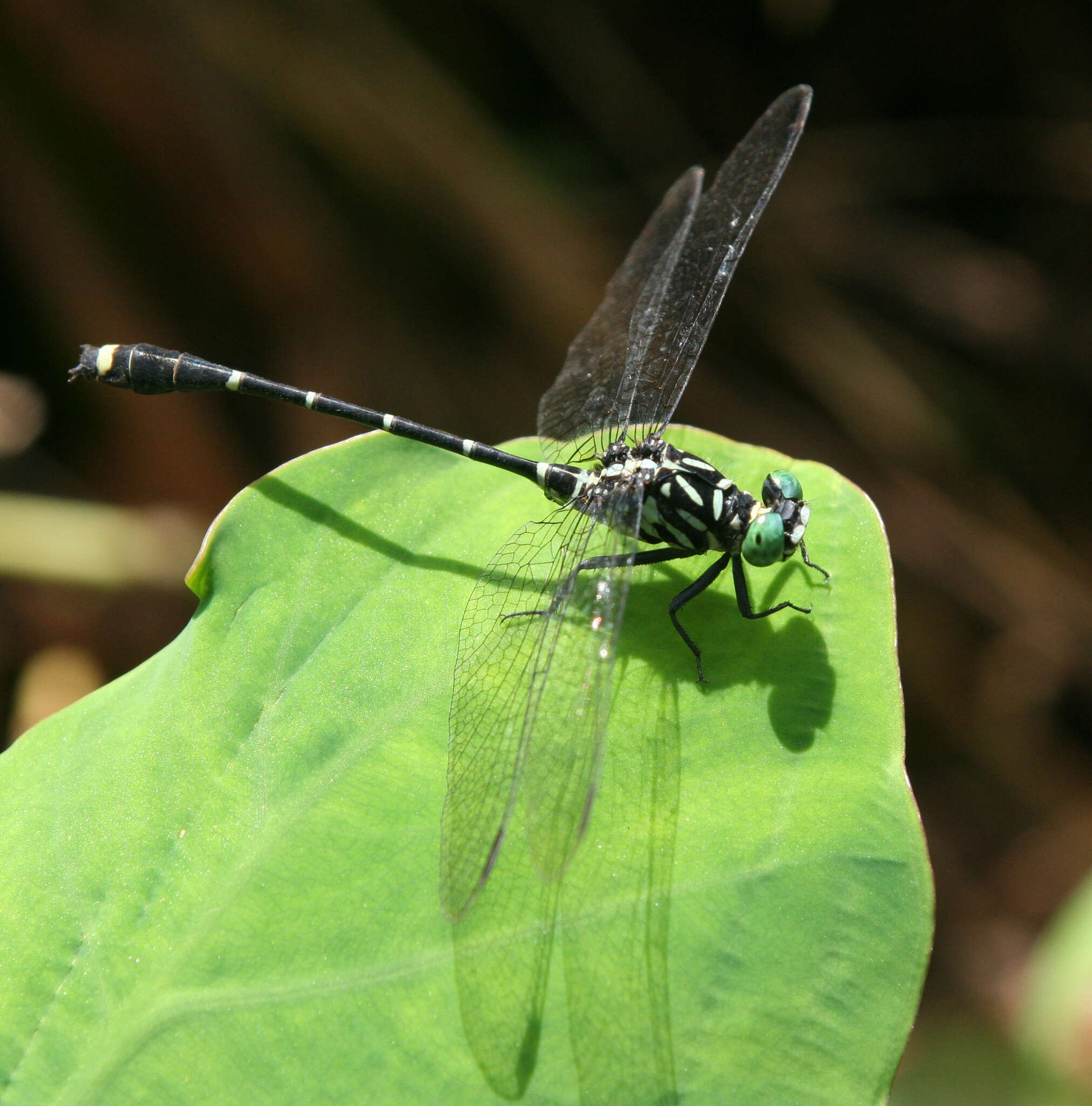 Image of Burmagomphus asahinai Kosterin, Makbun & Dawwrueng 2012