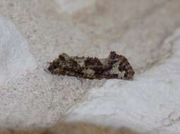 Image of Cresson's Grass-tubeworm Moth