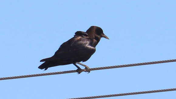 Image of Corvus capensis capensis Lichtenstein & Mhk 1823