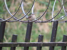 Слика од Troglodytes aedon striatulus (Lafresnaye 1845)