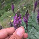 Image of Astragalus listoniae Boiss.