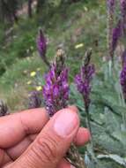 Image of Astragalus listoniae Boiss.