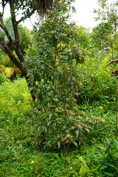 Image of Foetidia mauritiana Lam.