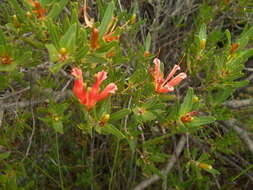 Image of <i>Lambertia <i>multiflora</i></i> var. multiflora