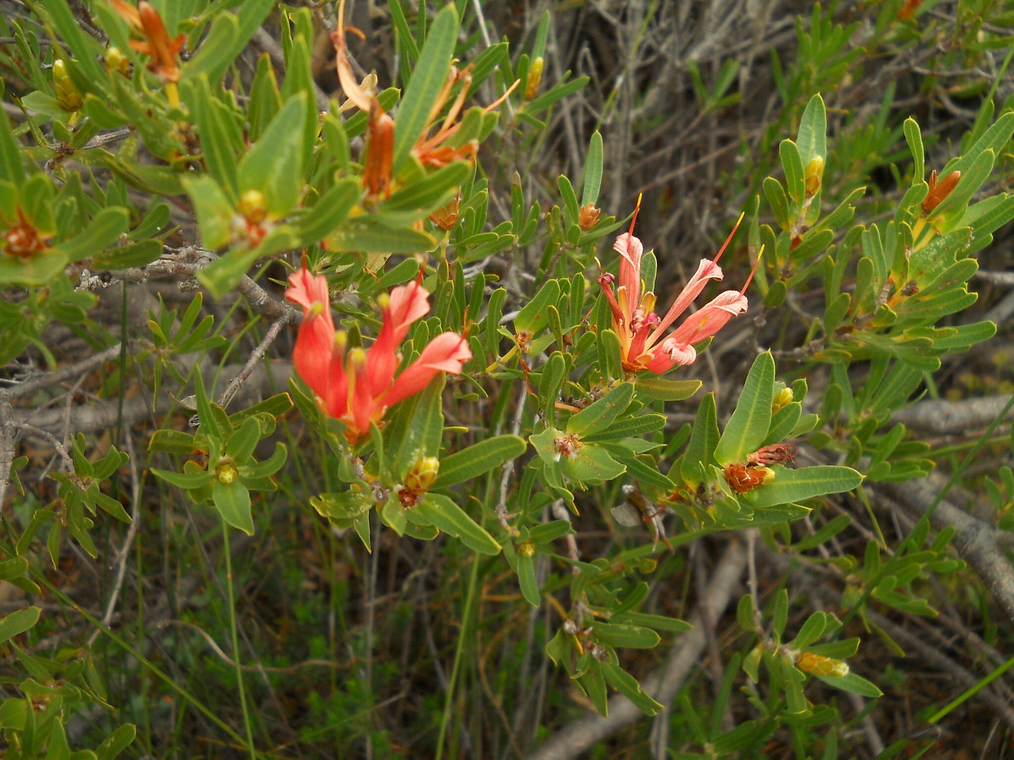 Image of <i>Lambertia <i>multiflora</i></i> var. multiflora