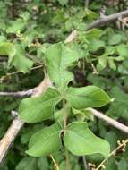 Imagem de Commiphora edulis (Klotzsch) Engl.