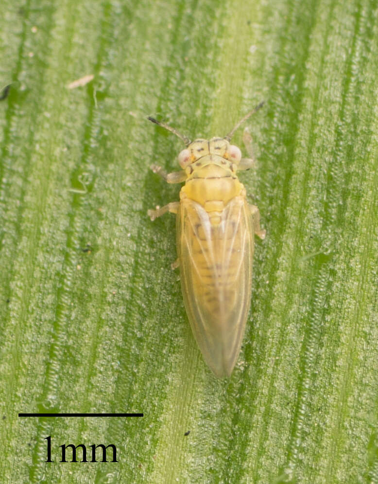 Image of Psyllid