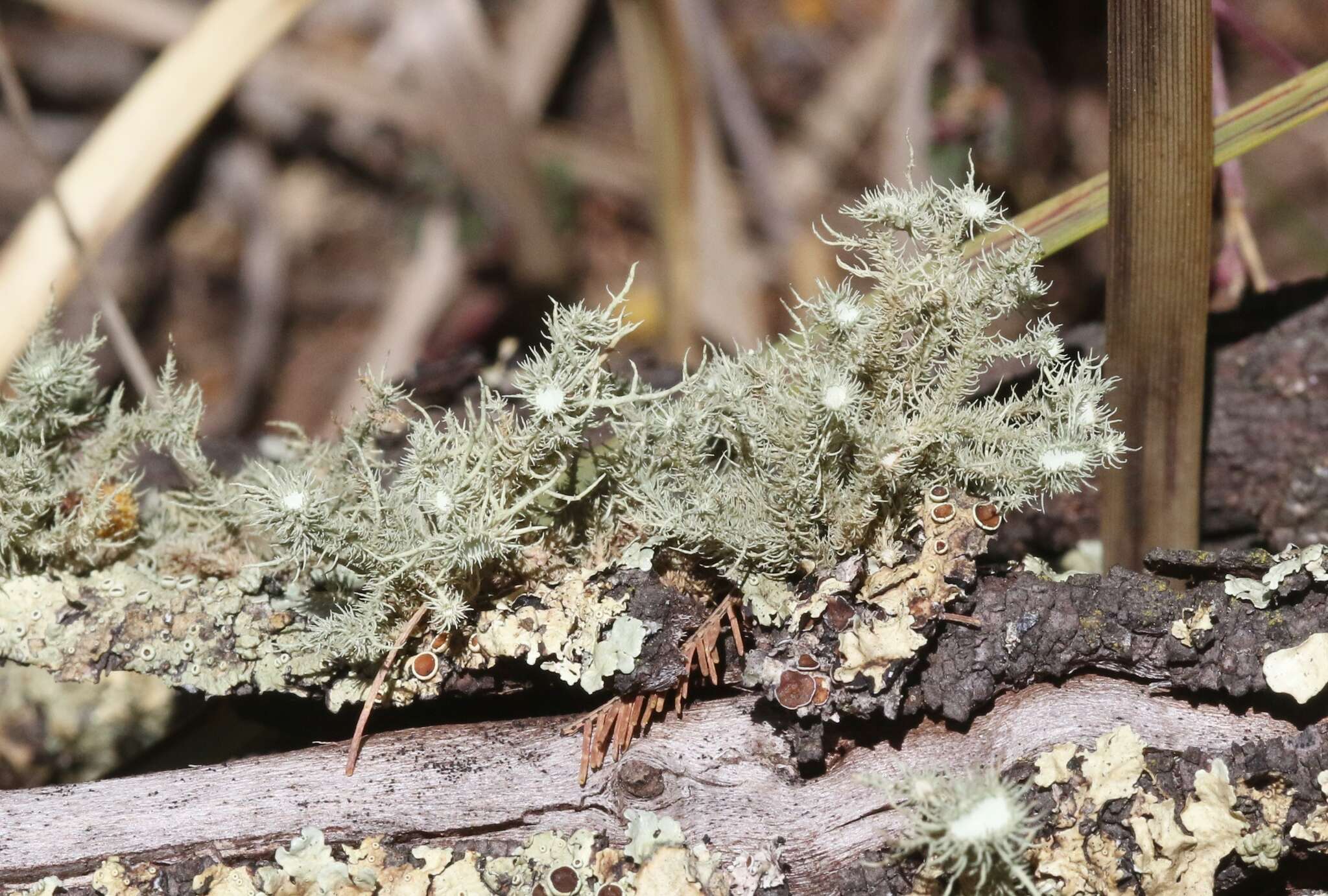 Usnea scabrida Taylor的圖片