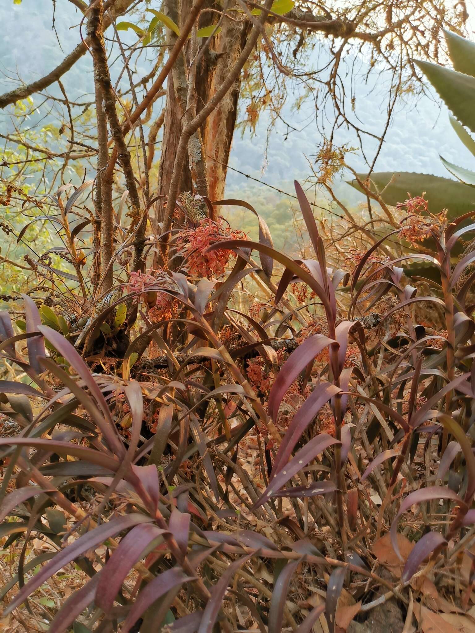 Image of Epidendrum anisatum Lex.