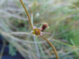 Image of Euphorbia sphaerorhiza Benth.