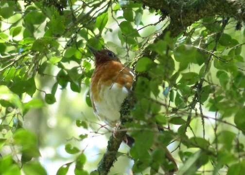 Image of Orange Ground Thrush