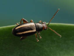 Image of Elongate Flea Beetle