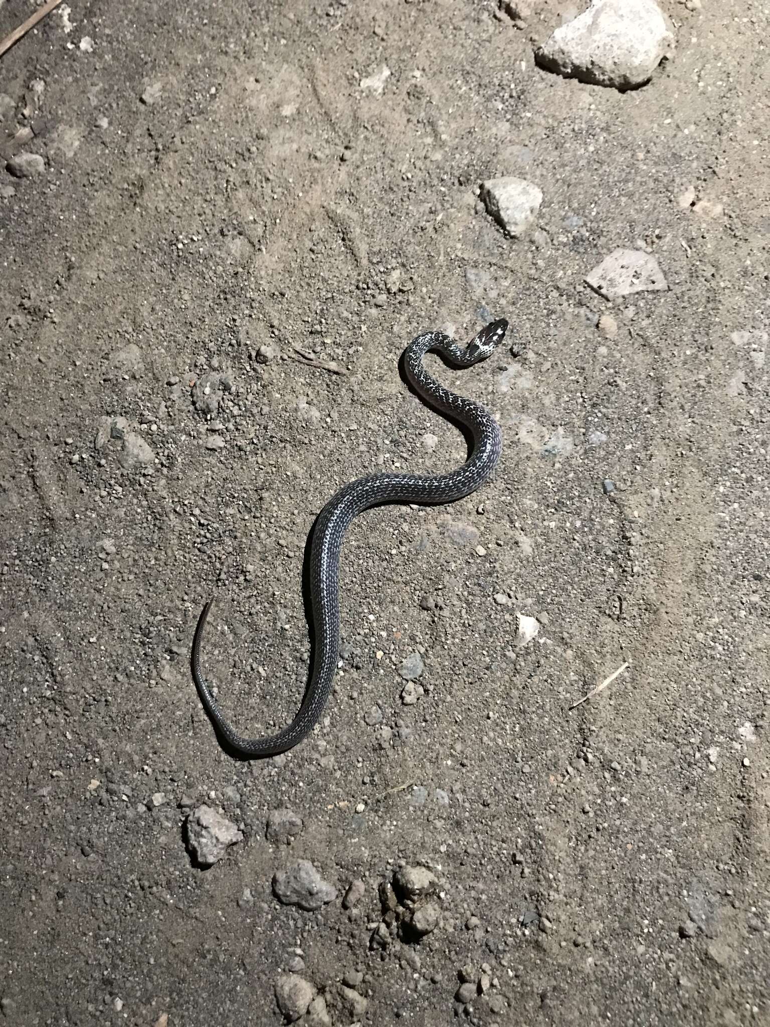 Image of Indian Wolf Snake