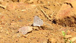 Image of <i>Celastrina humulus</i>