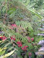 Tropaeolum speciosum Poepp. & Endl. resmi