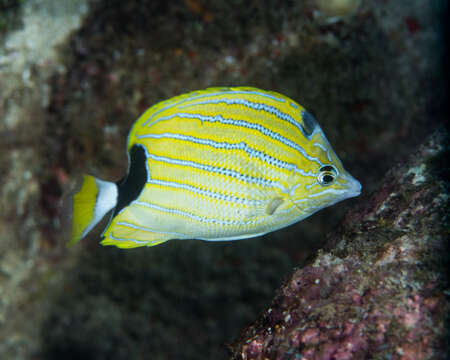 Image of Blue-lined Butterfly