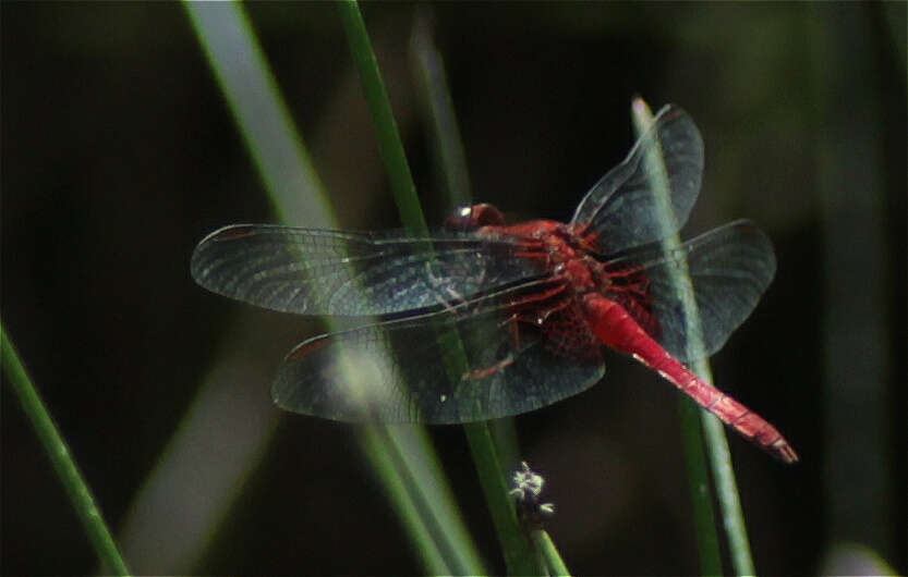 Image of Erythrodiplax ines Ris 1911