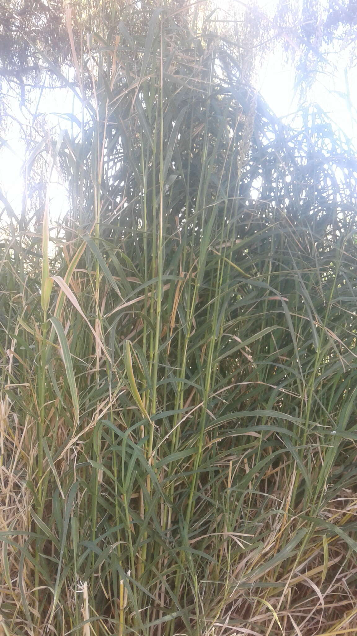 Image of Antelope Grass